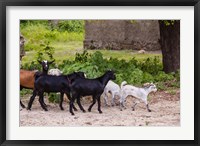 Framed Africa, Mozambique, Ibo Island, Quirimbas NP. Goats running down path.