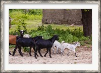 Framed Africa, Mozambique, Ibo Island, Quirimbas NP. Goats running down path.