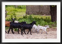 Framed Africa, Mozambique, Ibo Island, Quirimbas NP. Goats running down path.