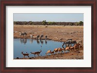 Framed Africa, Namibia, Etosha. Black Faced Impala in Etosha NP.