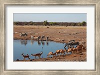 Framed Africa, Namibia, Etosha. Black Faced Impala in Etosha NP.