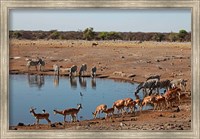 Framed Africa, Namibia, Etosha. Black Faced Impala in Etosha NP.