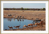 Framed Africa, Namibia, Etosha. Black Faced Impala in Etosha NP.