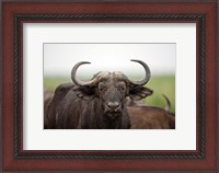Framed African Buffalo wildlife, Uganda