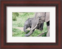Framed African bush elephant calf eating in Maasai Mara, Kenya