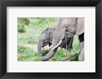 Framed African bush elephant calf eating in Maasai Mara, Kenya