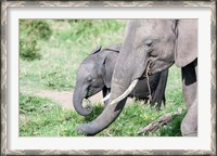 Framed African bush elephant calf eating in Maasai Mara, Kenya