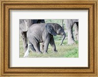 Framed African bush elephant calf in Amboseli National Park, Kenya
