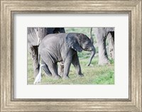 Framed African bush elephant calf in Amboseli National Park, Kenya