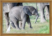 Framed African bush elephant calf in Amboseli National Park, Kenya