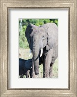 Framed African bush elephant, Maasai Mara, Kenya