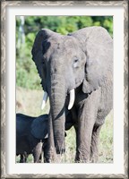 Framed African bush elephant, Maasai Mara, Kenya