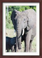 Framed African bush elephant, Maasai Mara, Kenya