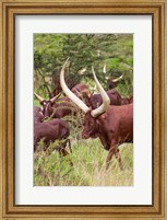 Framed Close Up of Ankole-Watusi cattle, Mbarara, Ankole, Uganda