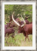 Framed Close Up of Ankole-Watusi cattle, Mbarara, Ankole, Uganda