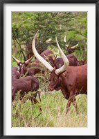 Framed Close Up of Ankole-Watusi cattle, Mbarara, Ankole, Uganda