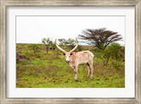 Framed White Ankole-Watusi cattle. Mbarara, Ankole, Uganda.