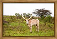 Framed White Ankole-Watusi cattle. Mbarara, Ankole, Uganda.