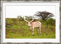 Framed White Ankole-Watusi cattle. Mbarara, Ankole, Uganda.