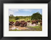 Framed Ankole-Watusi cattle. Uganda