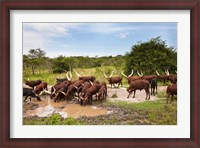 Framed Ankole-Watusi cattle. Uganda