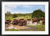 Framed Ankole-Watusi cattle. Uganda