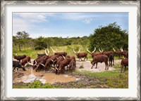 Framed Ankole-Watusi cattle. Uganda