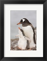 Framed Antarctica, Aitcho Island. Gentoo penguin chick