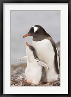 Framed Antarctica, Aitcho Island. Gentoo penguin chick