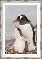 Framed Antarctica, Aitcho Island. Gentoo penguin chick