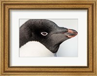 Framed Antarctica, Petermann Island, Adelie Penguin portrait.