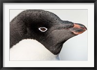 Framed Antarctica, Petermann Island, Adelie Penguin portrait.