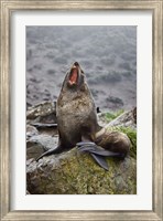 Framed Antarctica, South Georgia, Elsehul Bay, Fur seal