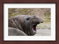 Framed Antarctica, St. Andrews Bay, Southern Elephant Seal