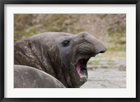 Framed Antarctica, St. Andrews Bay, Southern Elephant Seal