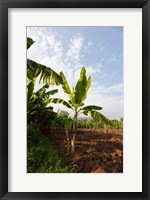 Framed Banana Agriculture, Rift Valley, Ethiopia