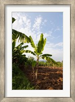 Framed Banana Agriculture, Rift Valley, Ethiopia