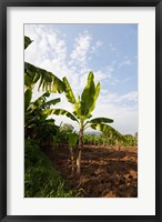 Framed Banana Agriculture, Rift Valley, Ethiopia