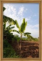 Framed Banana Agriculture, Rift Valley, Ethiopia