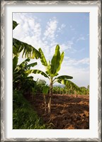 Framed Banana Agriculture, Rift Valley, Ethiopia