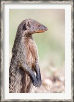 Framed Banded Mongoose, Maasai Mara, Kenya