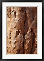 Framed Bark on trunk of Quiver Tree, near Fish River Canyon, Namibia