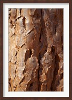 Framed Bark on trunk of Quiver Tree, near Fish River Canyon, Namibia