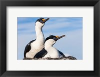 Framed Blue-eyed Shags on its nest, Petermann Island, Antarctica.