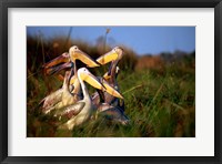 Framed Botswana, Okavango Delta. Pink-backed Pelican birds