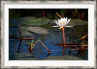 Framed Botswana, Okavango Delta. Water Lily of the Okavango