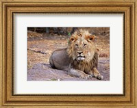 Framed Botswana, Savute, Chobe National Park, Lion