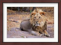 Framed Botswana, Savute, Chobe National Park, Lion