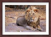 Framed Botswana, Savute, Chobe National Park, Lion