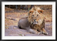 Framed Botswana, Savute, Chobe National Park, Lion